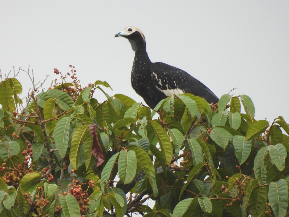 Blue-throated Piping-Guan - ML644173164