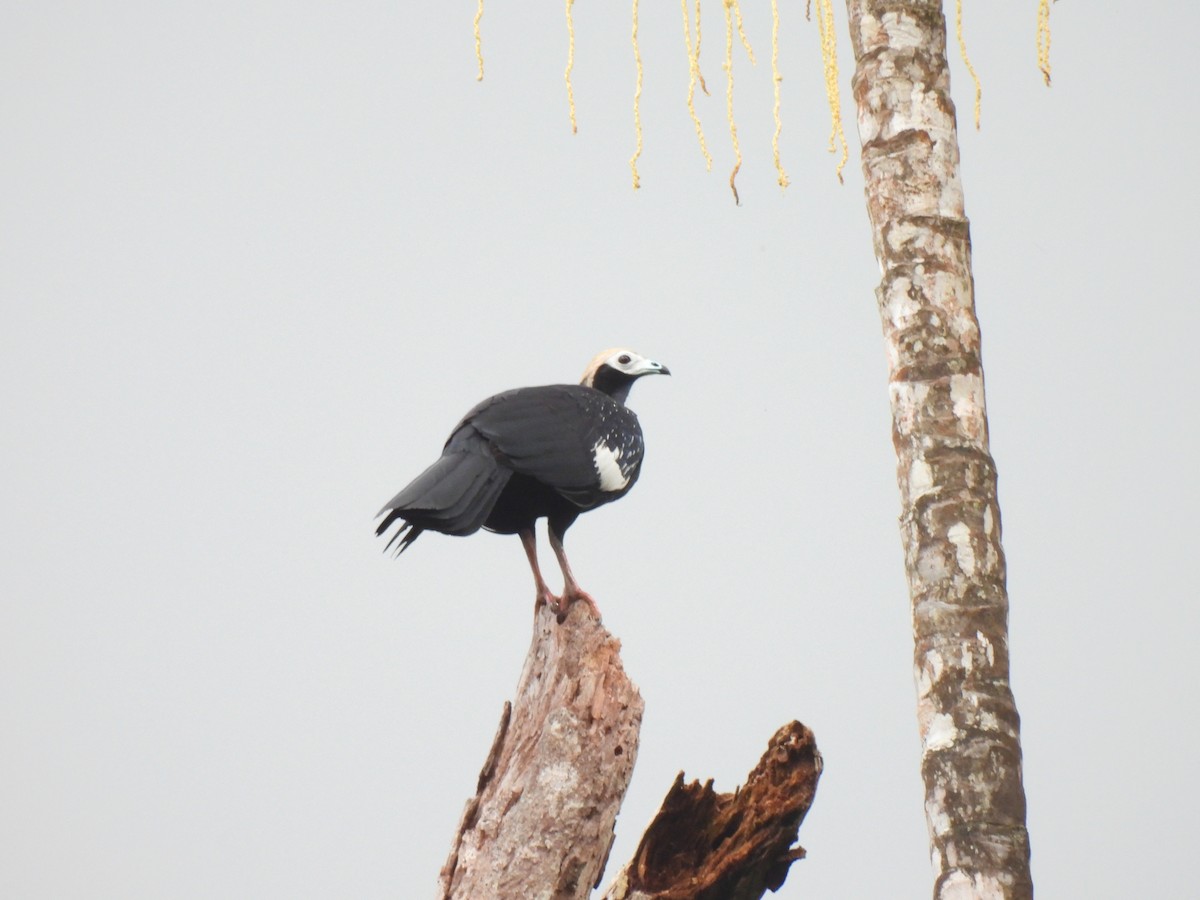 Blue-throated Piping-Guan - ML644173165