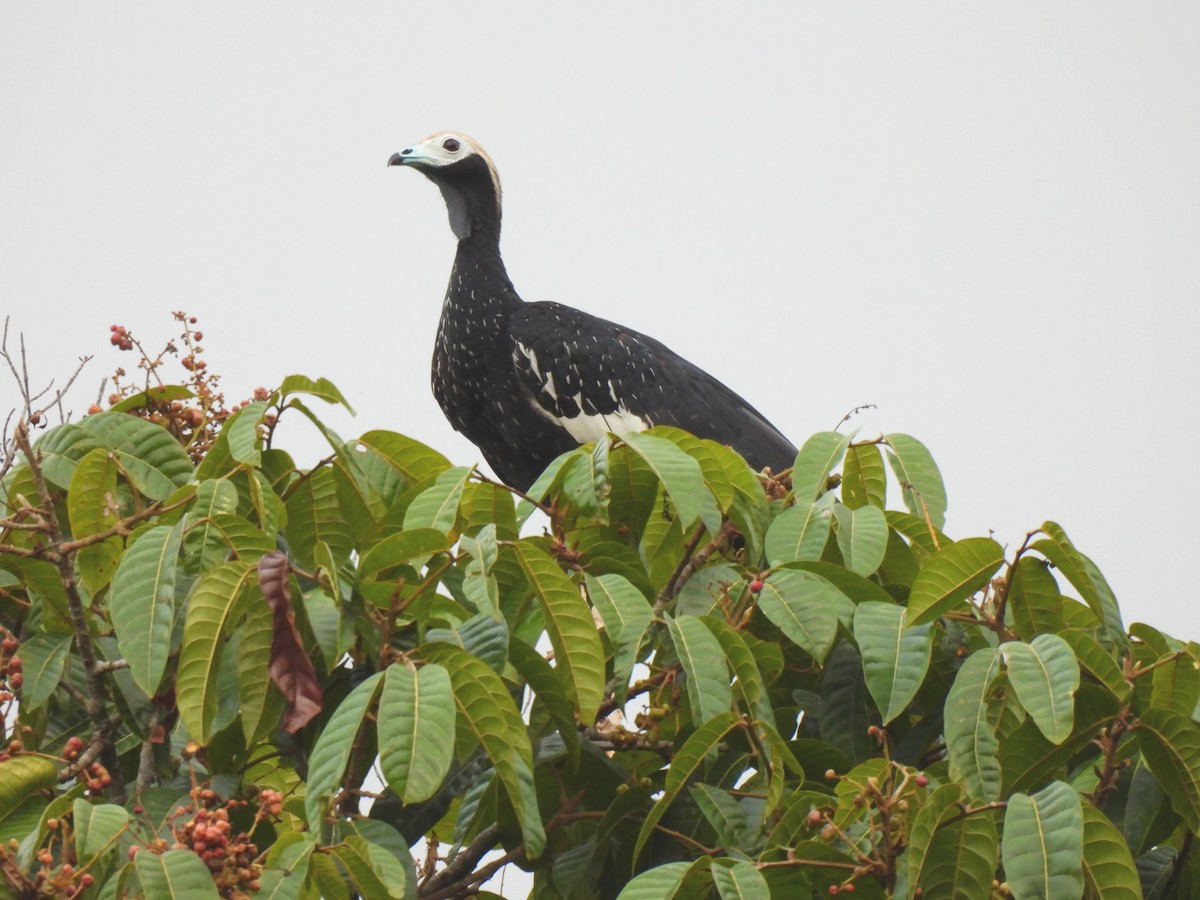 Blue-throated Piping-Guan - ML644173166