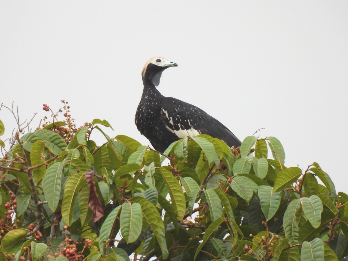 Blue-throated Piping-Guan - ML644173167