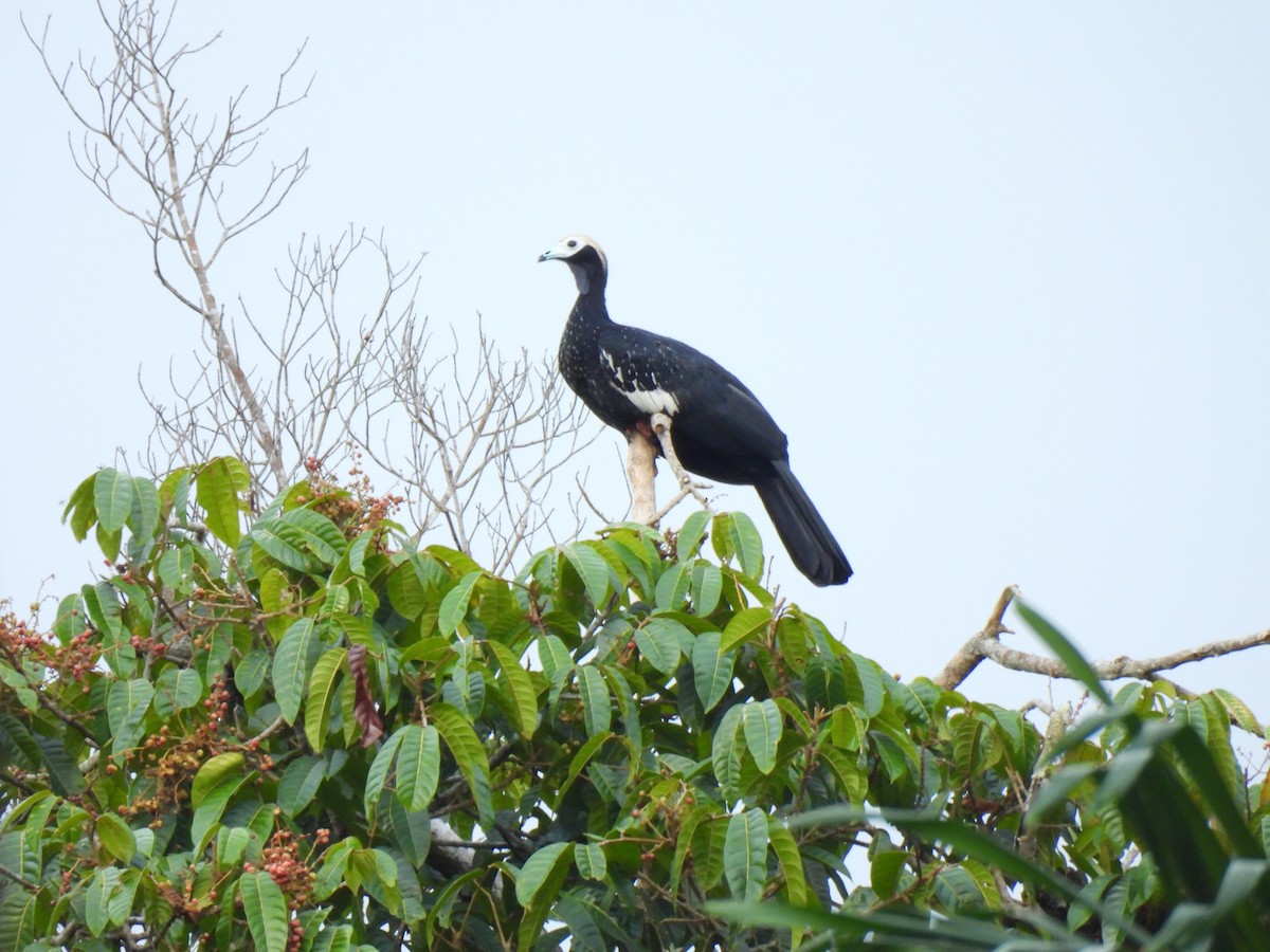 Blue-throated Piping-Guan - ML644173168