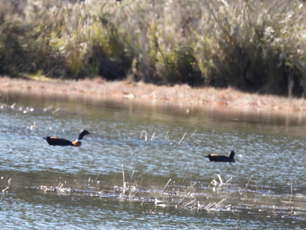 Tadorne d'Australie - ML644173171