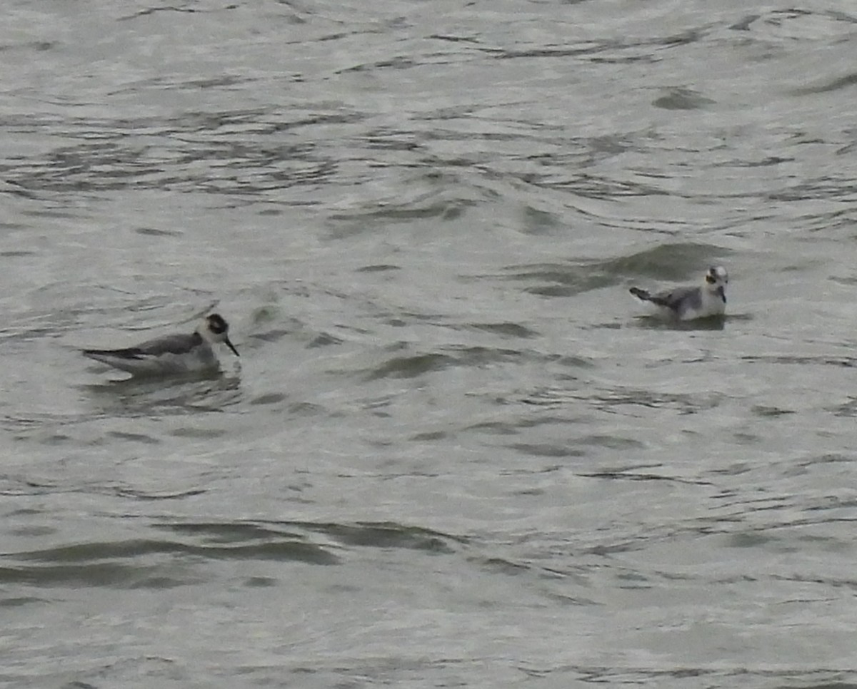 ebird-checklist-26-oct-2025-henry-hagg-lake-park-recreation-area-c