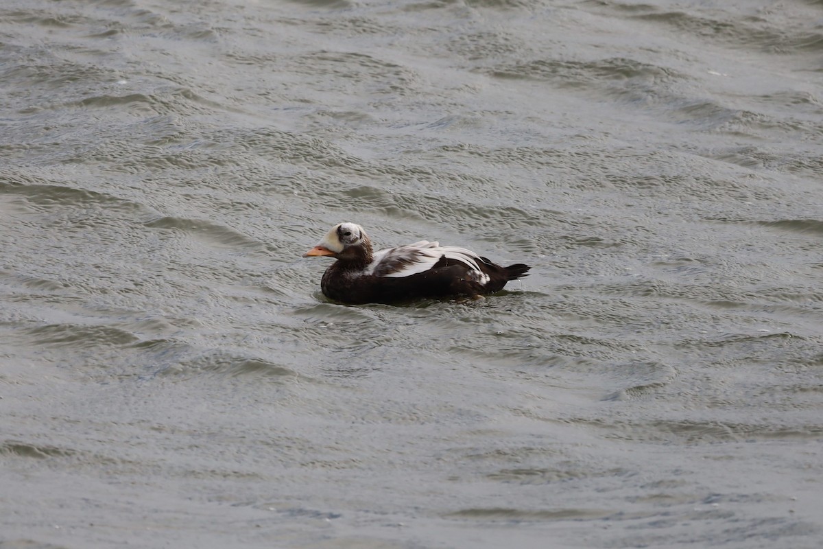 Spectacled Eider - ML644173215