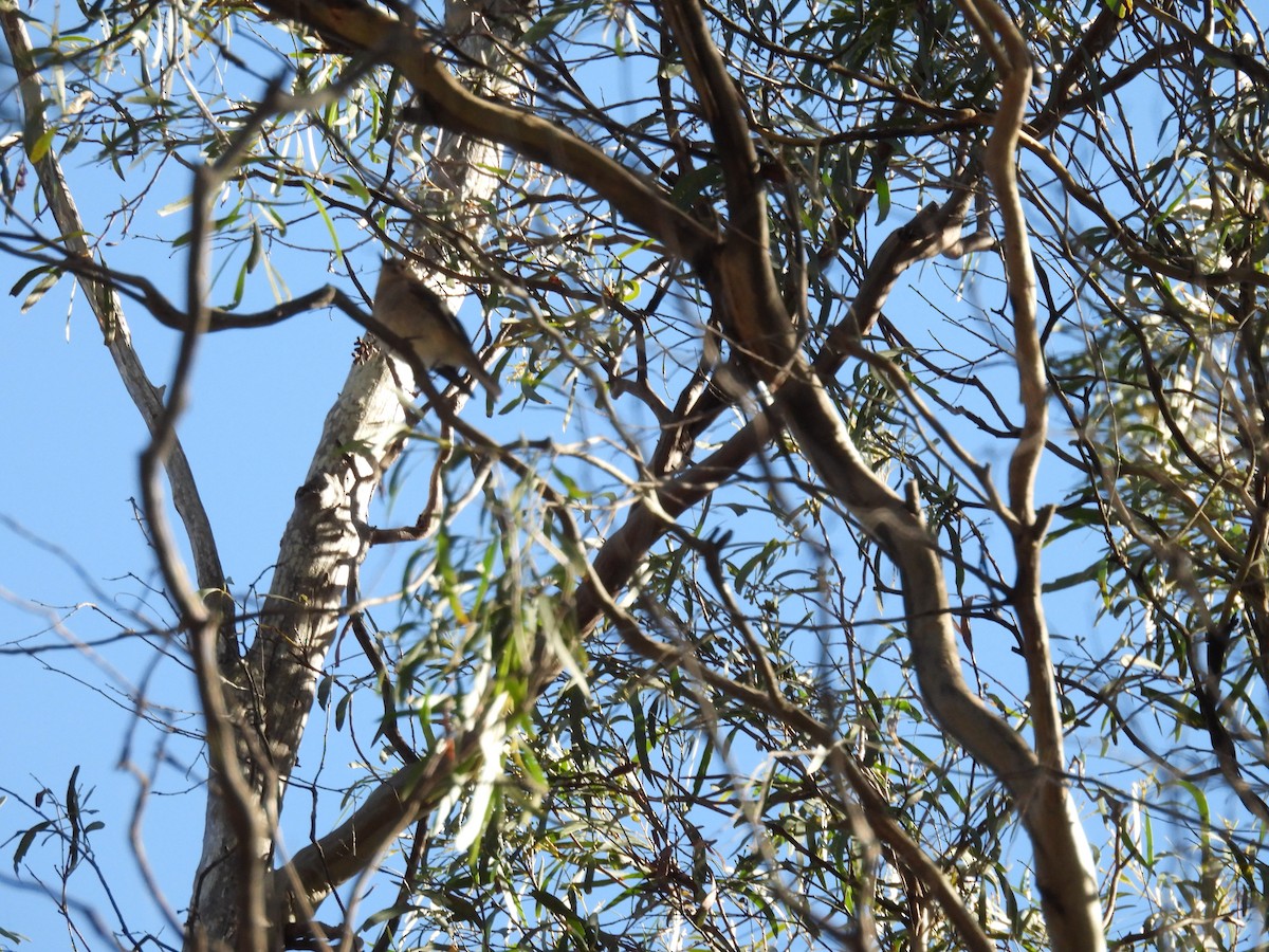 タスマニアヒタキ - ML644173224