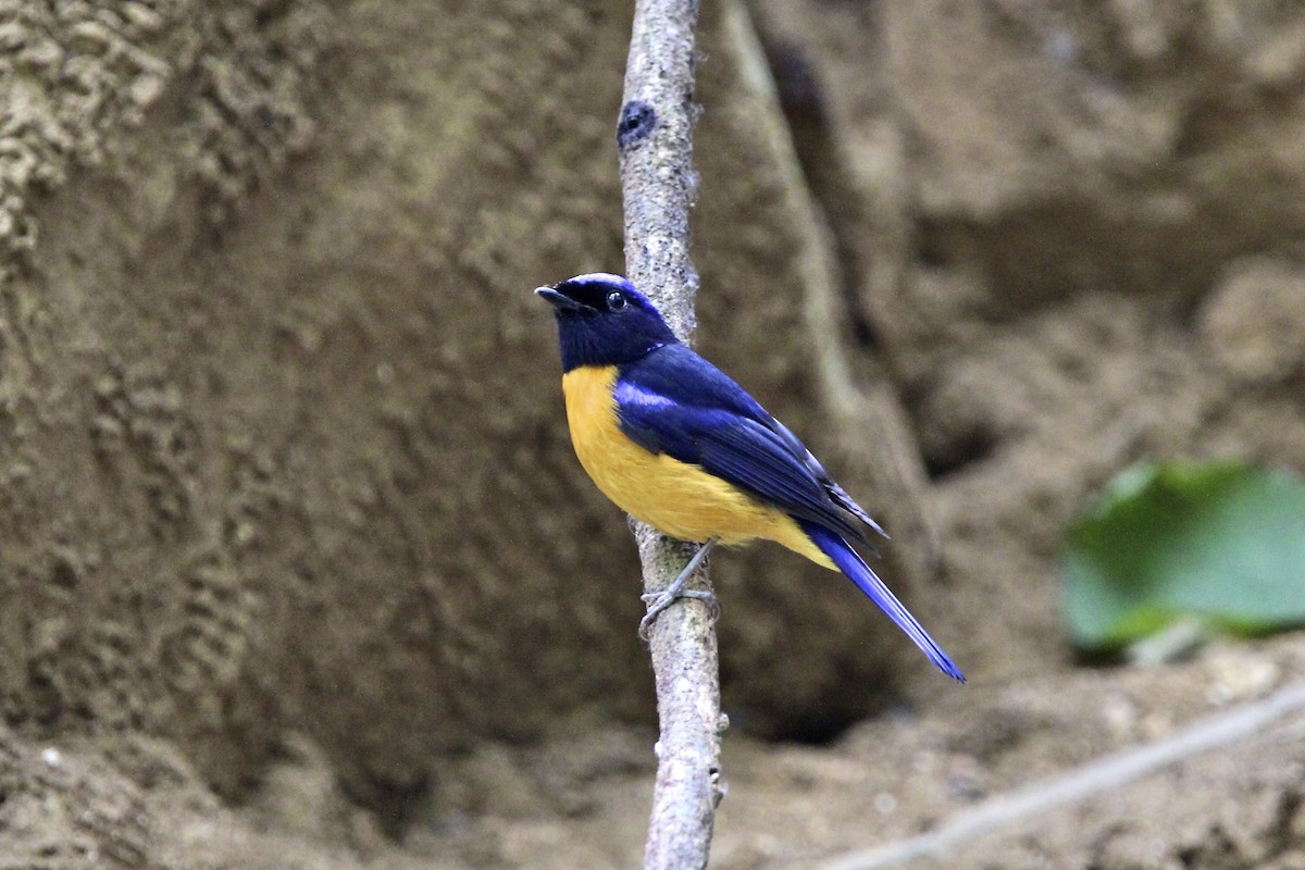 Rufous-bellied Niltava - ML644173225