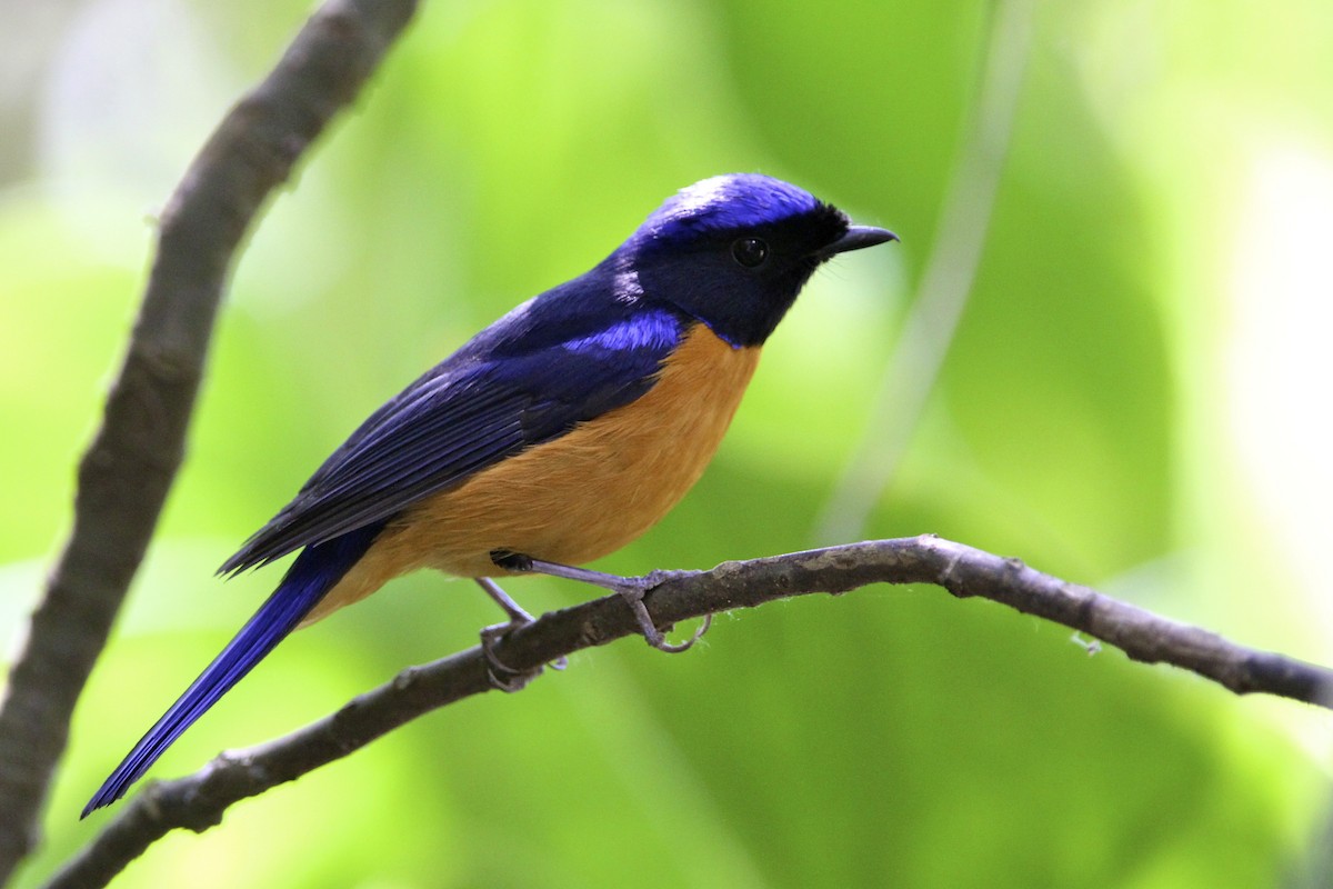 Rufous-bellied Niltava - ML644173226