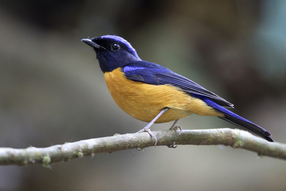 Rufous-bellied Niltava - ML644173227