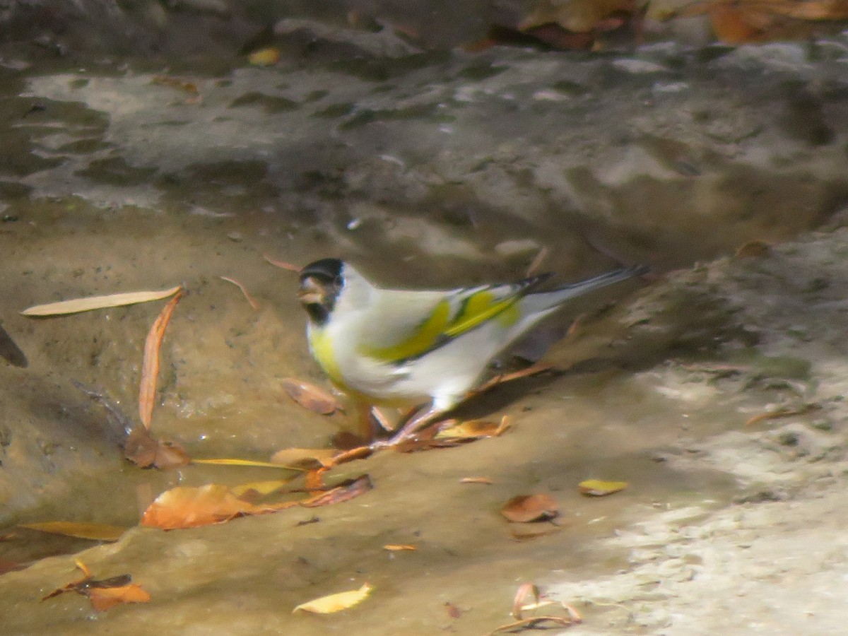 Lawrence's Goldfinch - ML644173228
