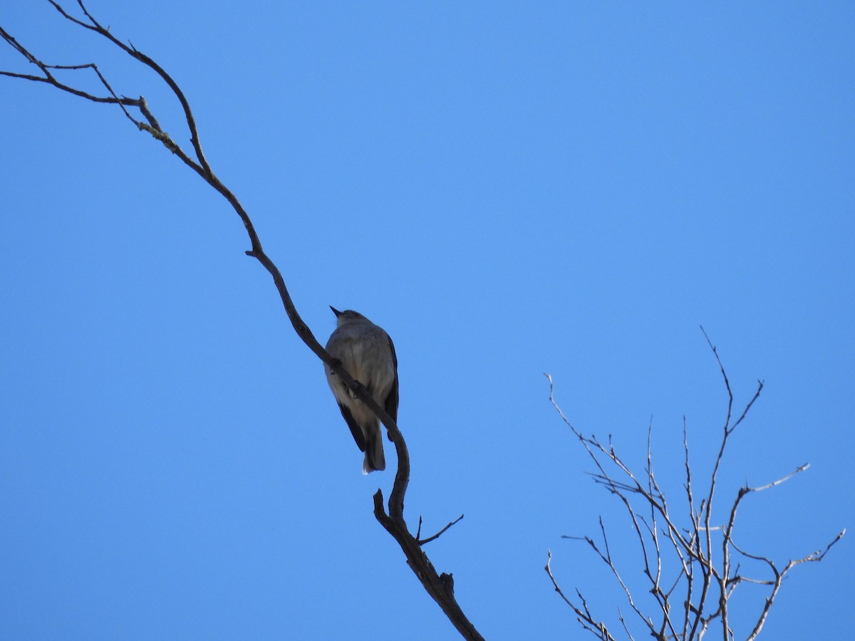 タスマニアヒタキ - ML644173232