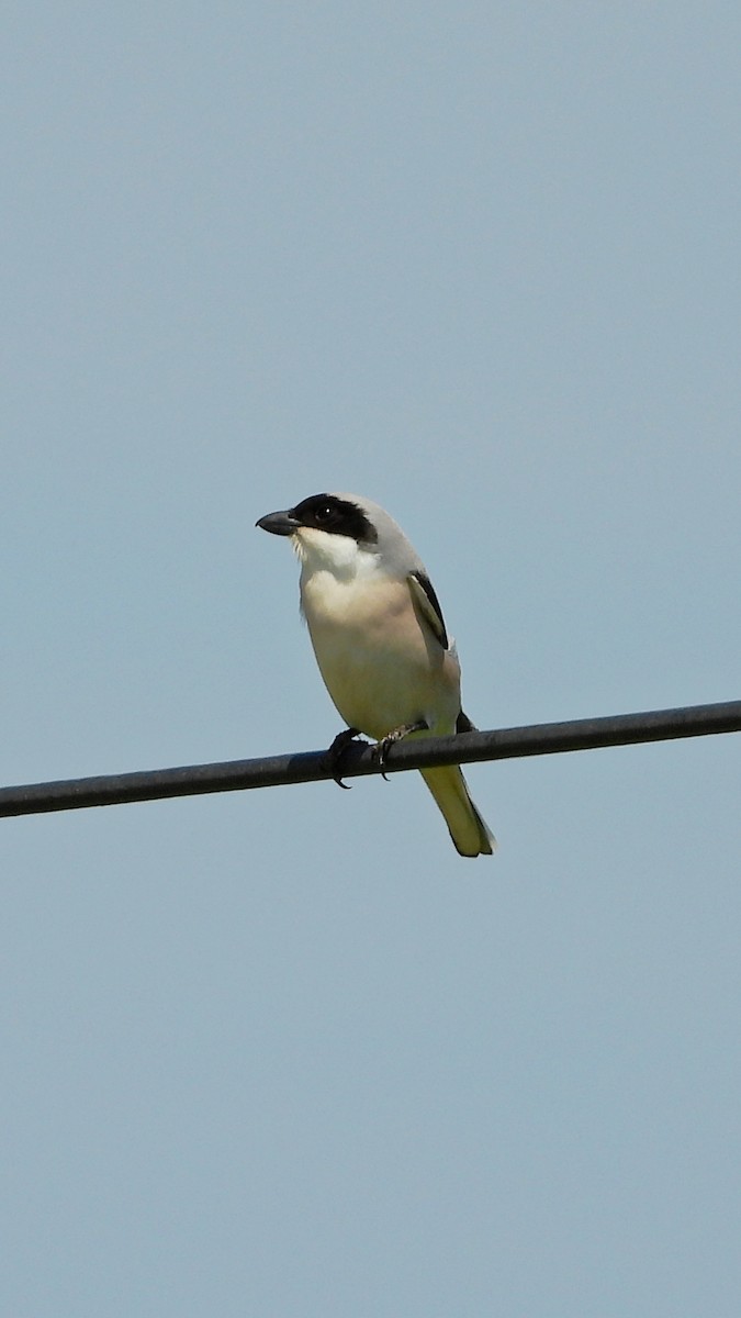 Lesser Gray Shrike - ML644173236