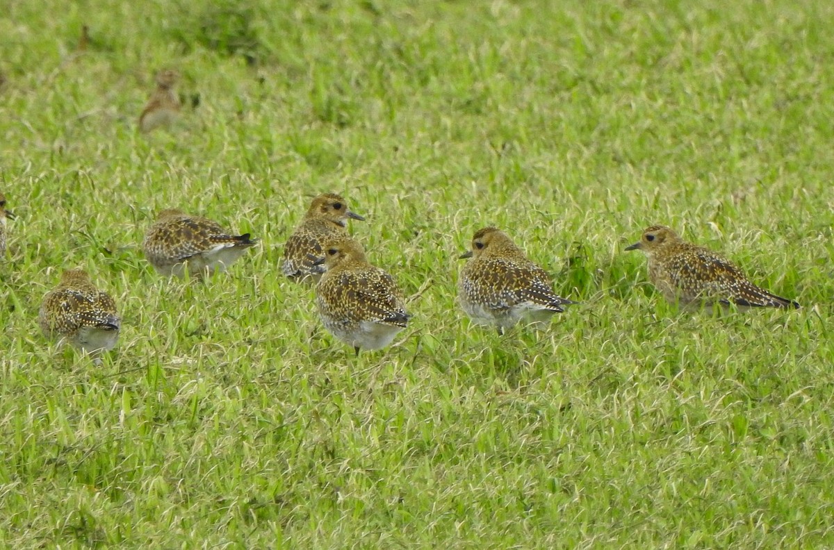European Golden-Plover - ML644173239