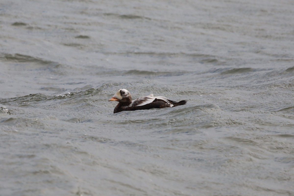 Spectacled Eider - ML644173242
