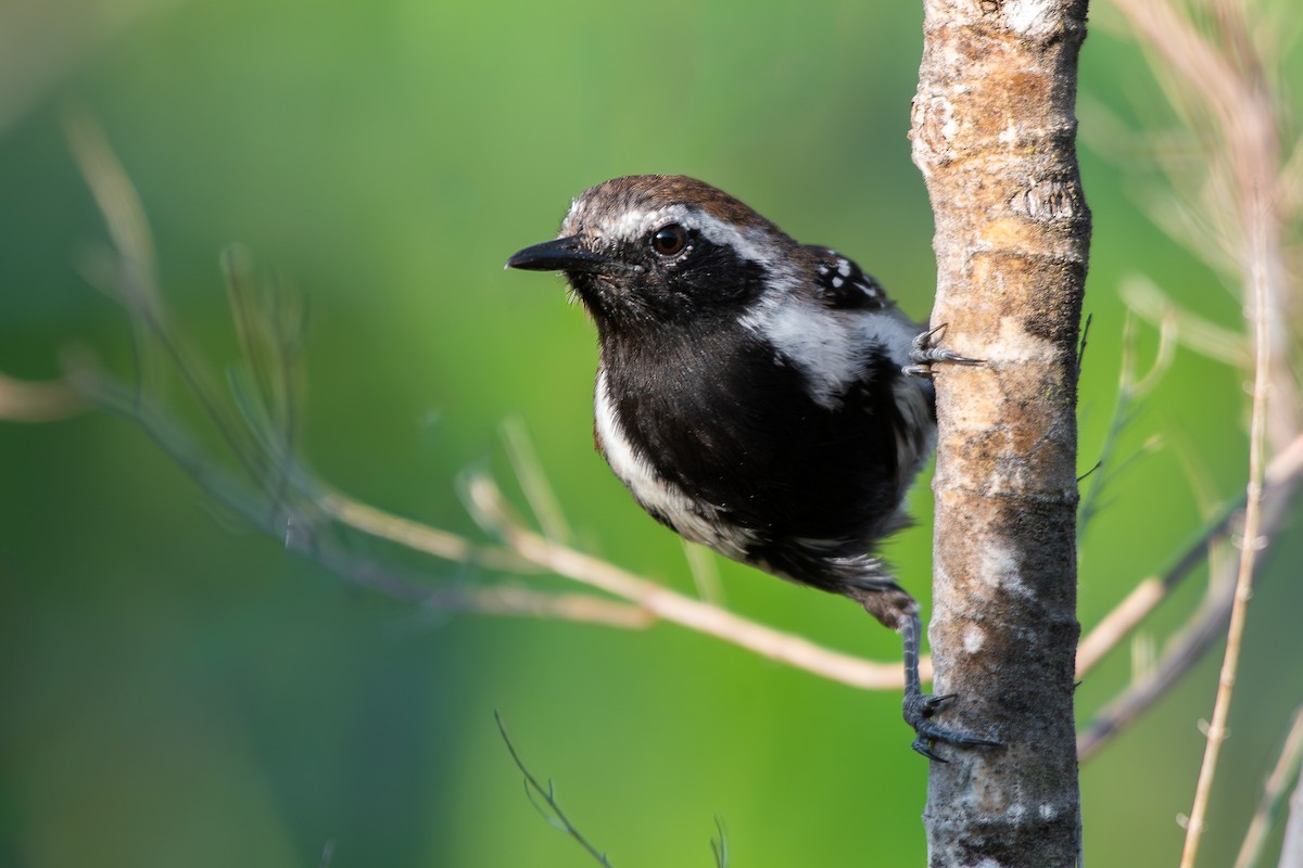 Sincora Antwren - ML644173252