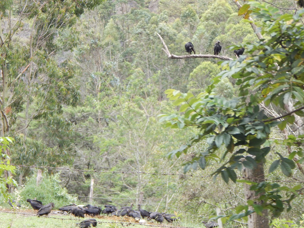 Black Vulture - ML644173259
