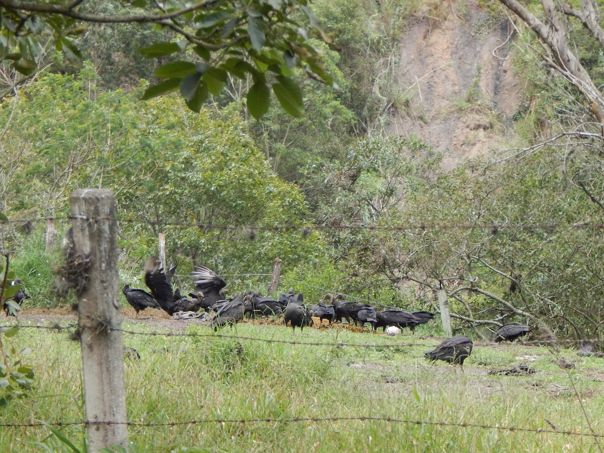 Black Vulture - ML644173260