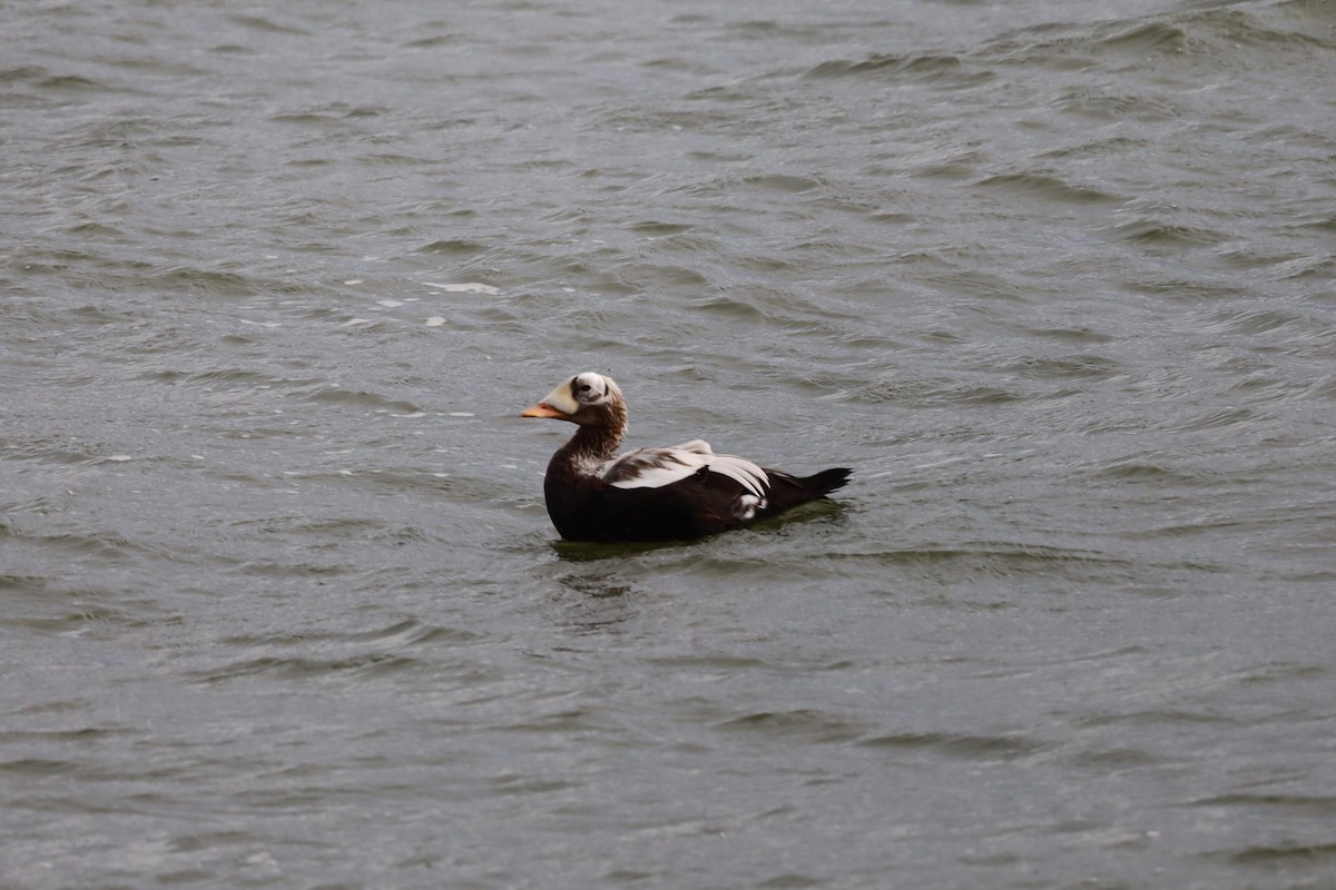 Spectacled Eider - ML644173264