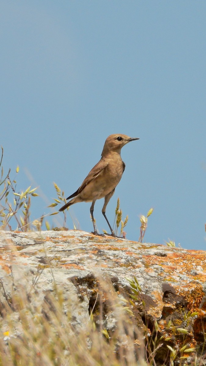 bělořit plavý - ML644173276