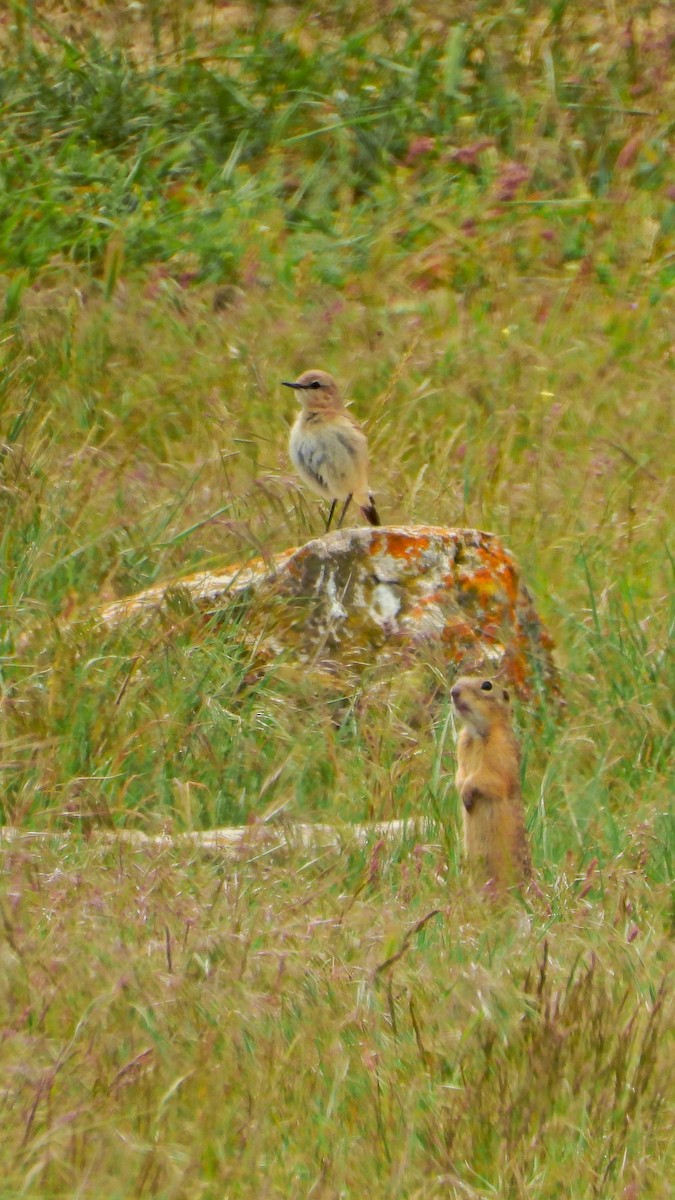 bělořit plavý - ML644173277