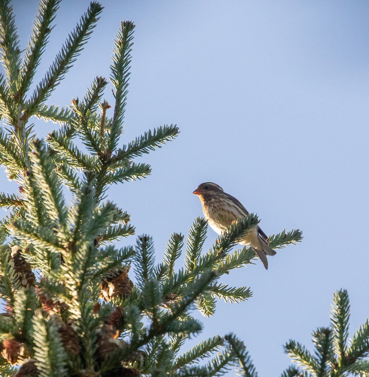 Purple Finch - ML644173282