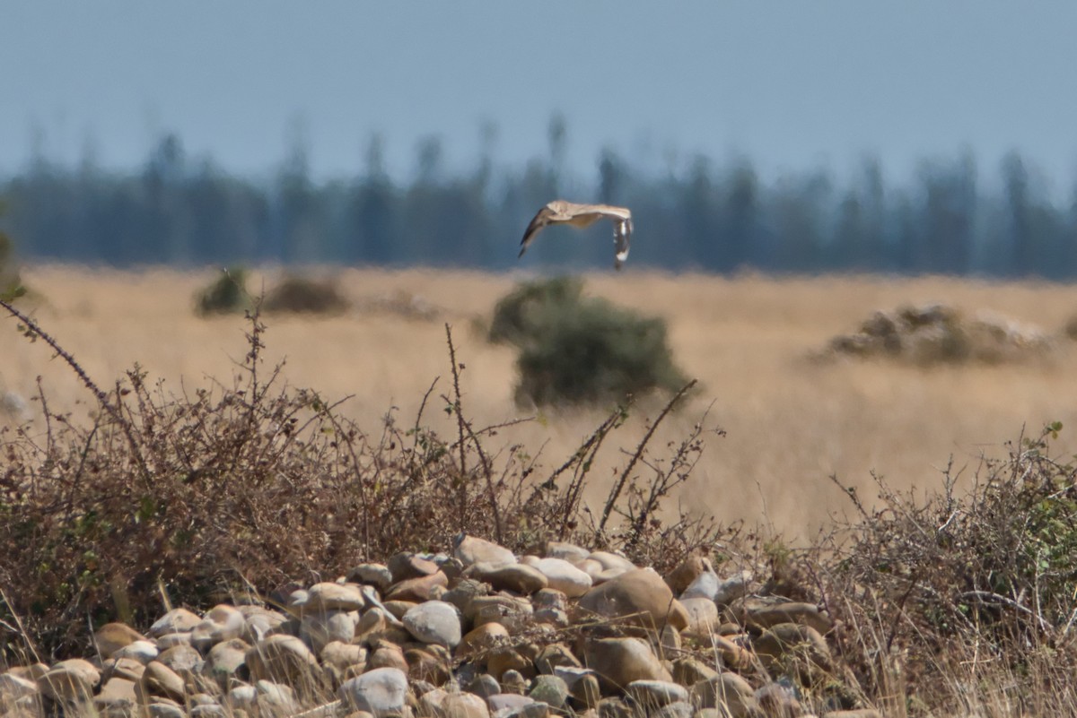 イシチドリ - ML644173301