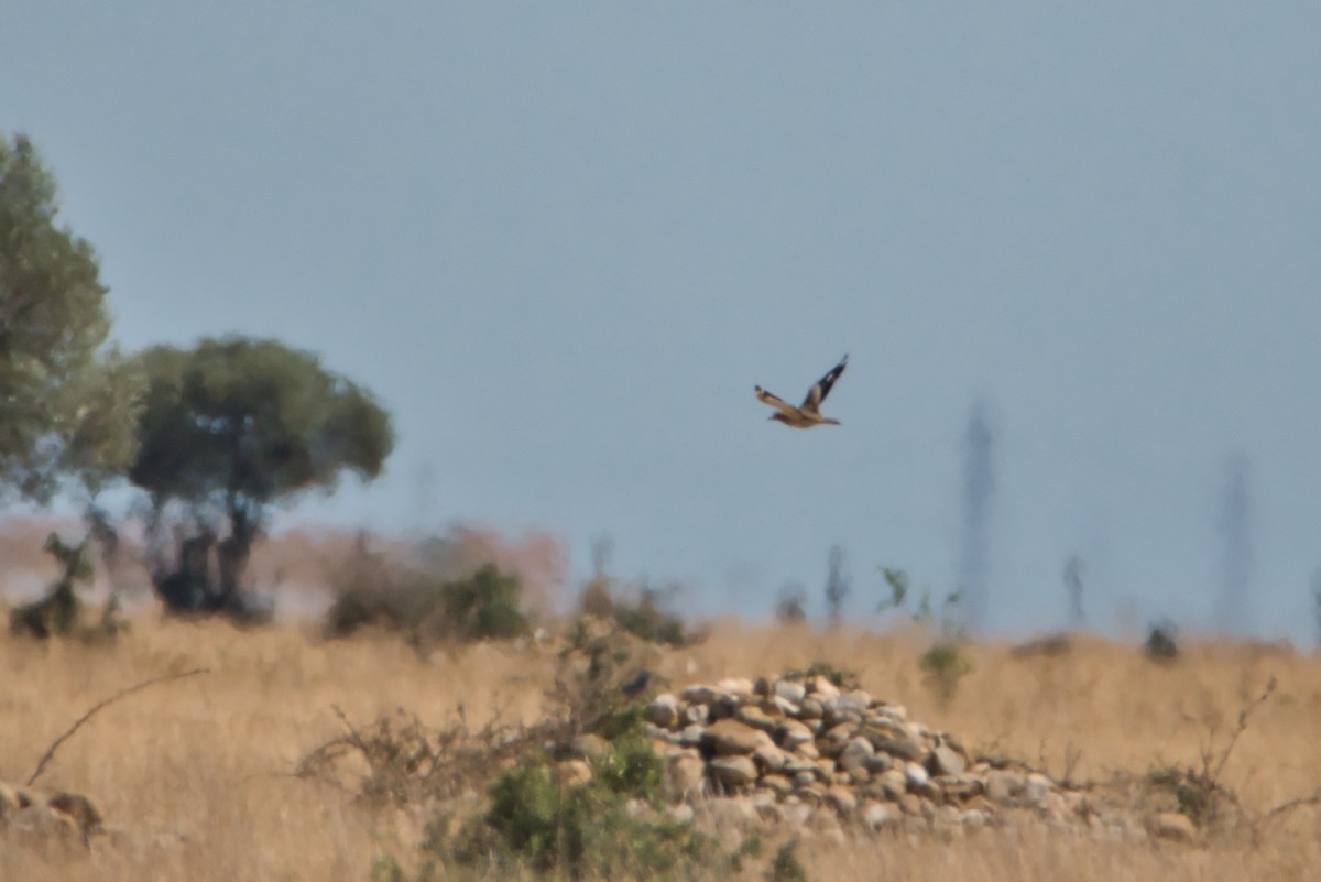 イシチドリ - ML644173302