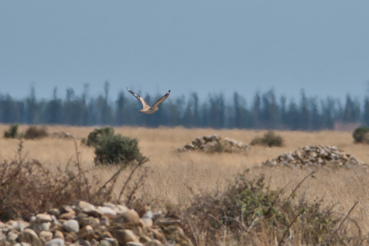 イシチドリ - ML644173303