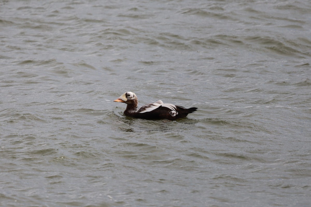 Spectacled Eider - ML644173304