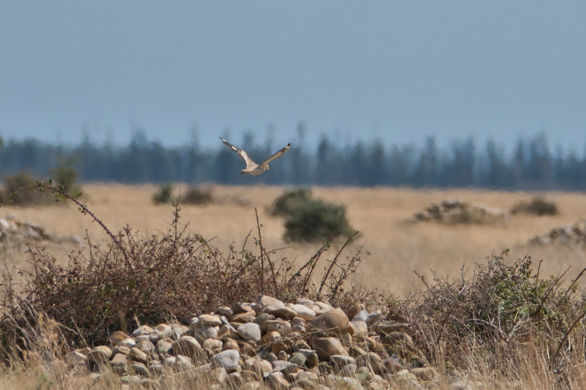 イシチドリ - ML644173305