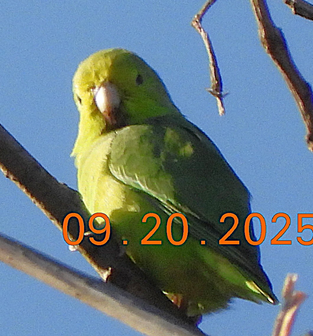 Cobalt-rumped Parrotlet - ML644173311