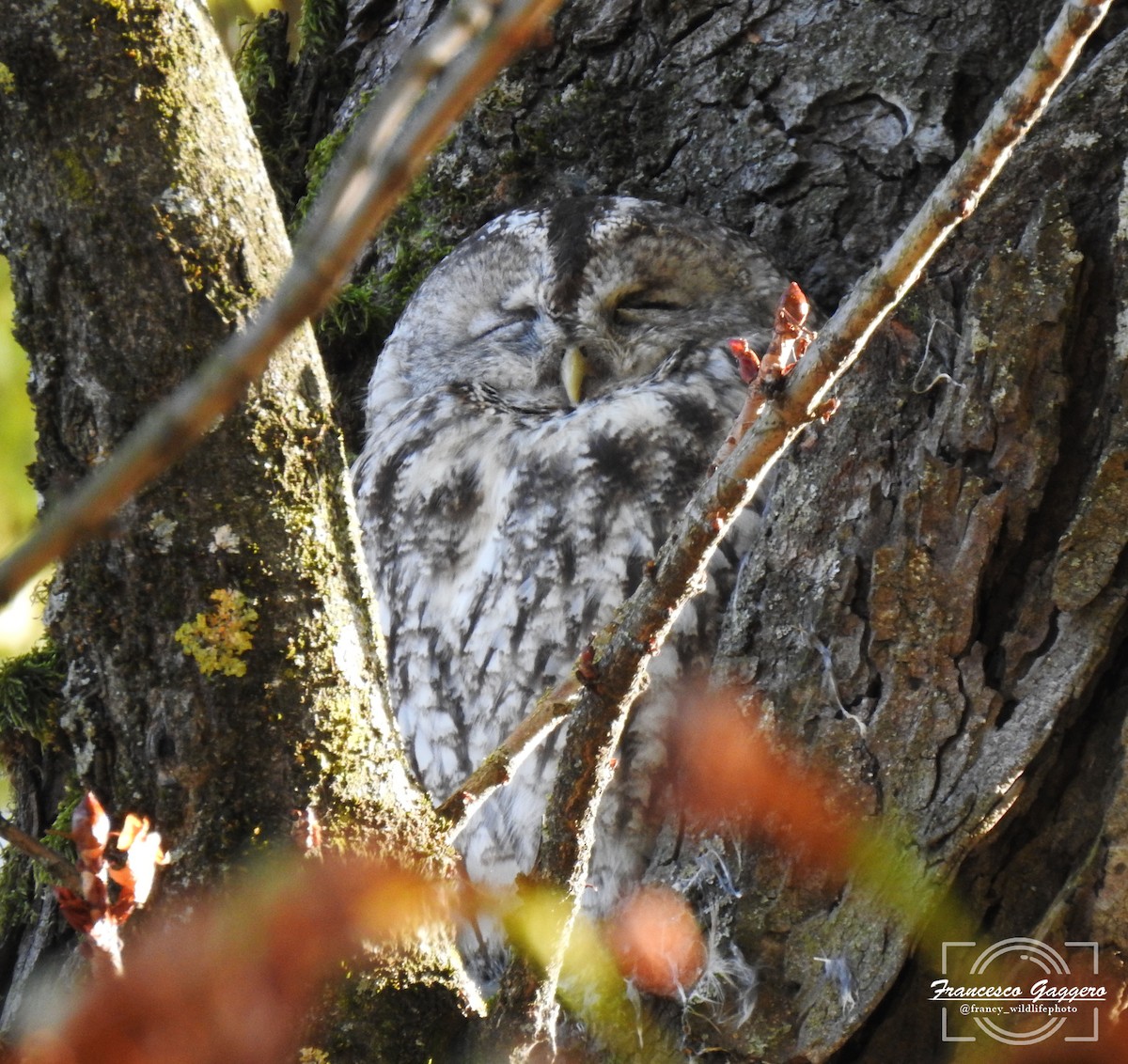 Urubi arrunta - ML644173318