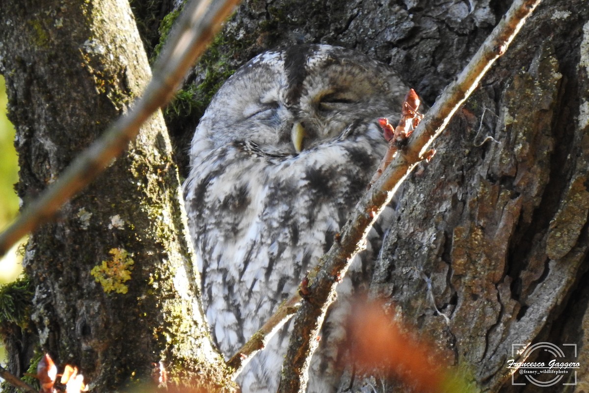 Urubi arrunta - ML644173319