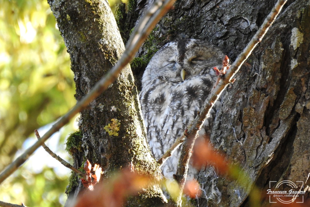 Urubi arrunta - ML644173320