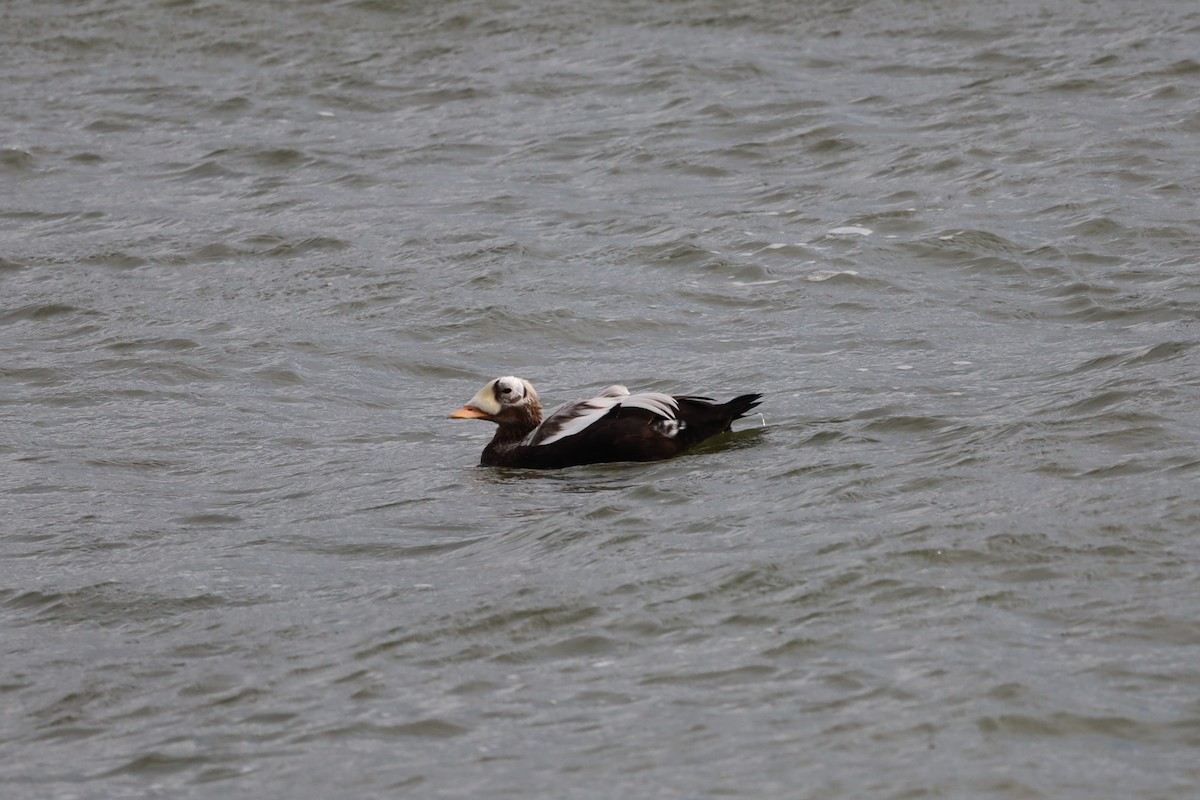 Spectacled Eider - ML644173328