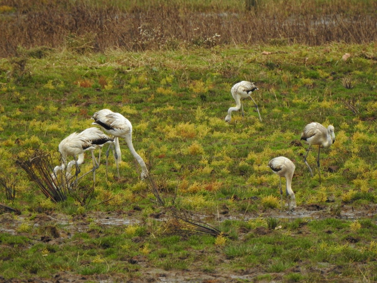 Greater Flamingo - ML644173333
