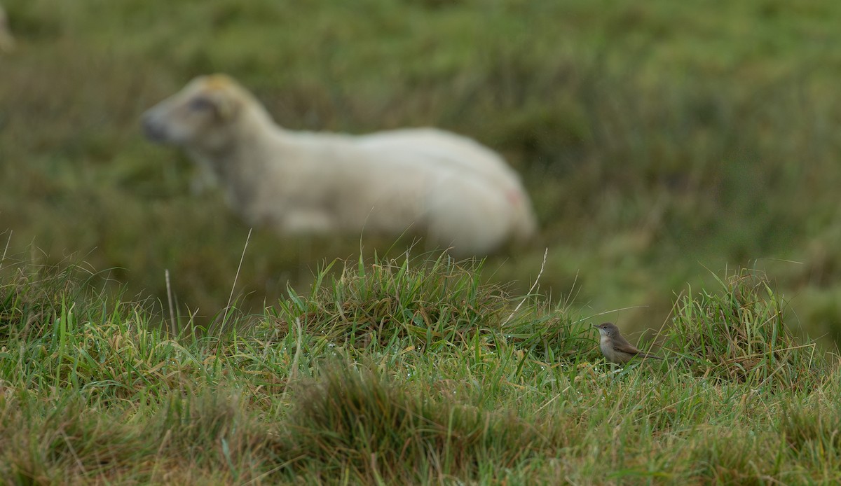 ニシアコウザンムシクイ - ML644173354
