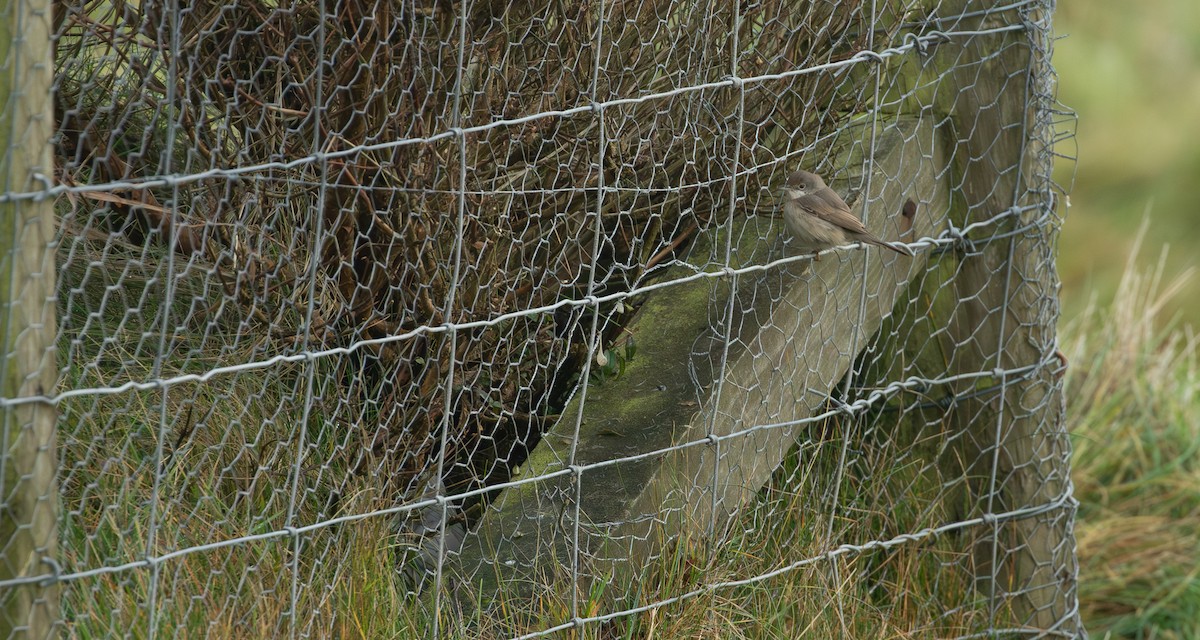 ニシアコウザンムシクイ - ML644173355