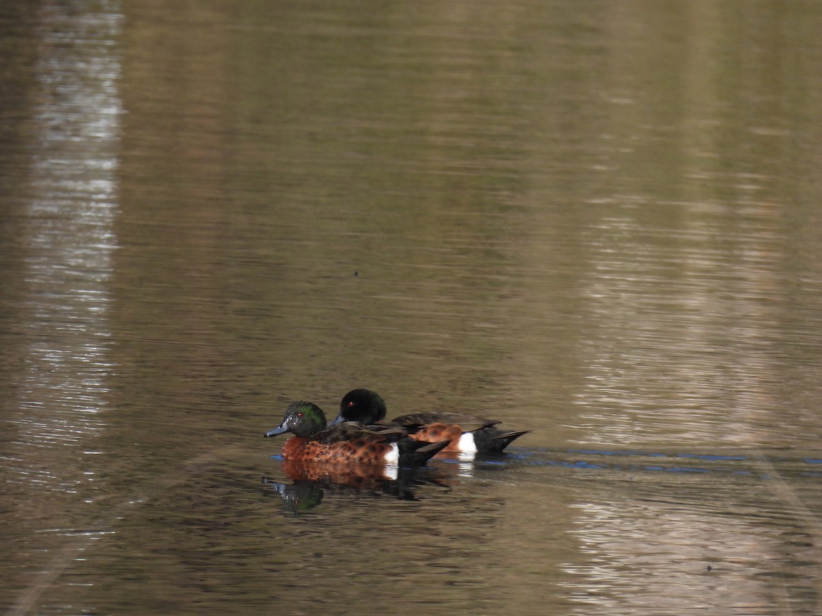 Chestnut Teal - ML644173363