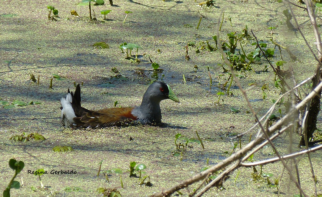Spot-flanked Gallinule - ML644173365