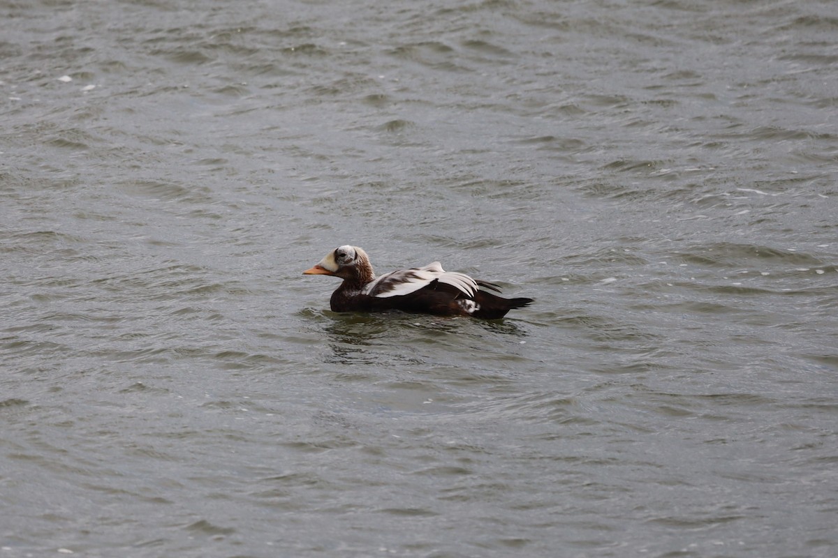 Spectacled Eider - ML644173367