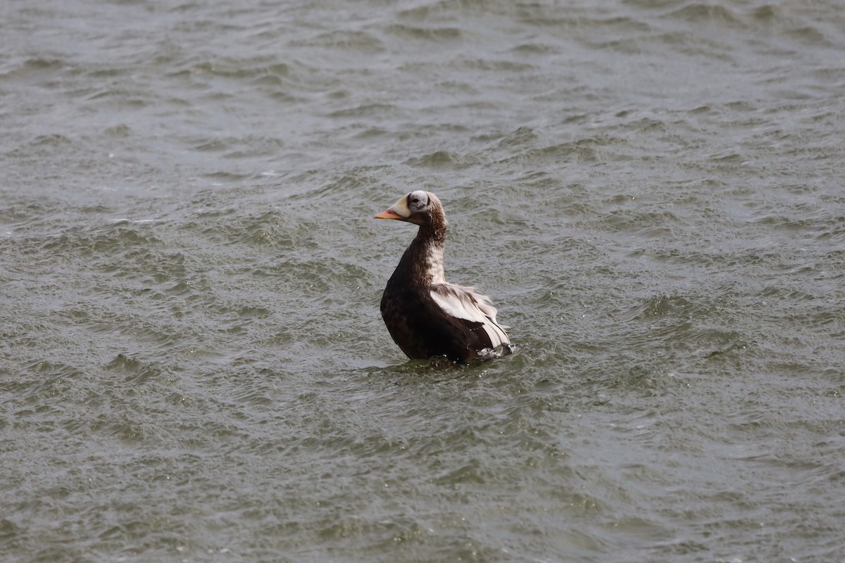 Spectacled Eider - ML644173395