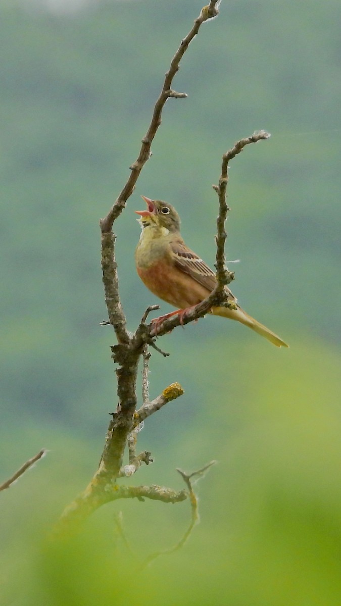 strnad zahradní - ML644173409