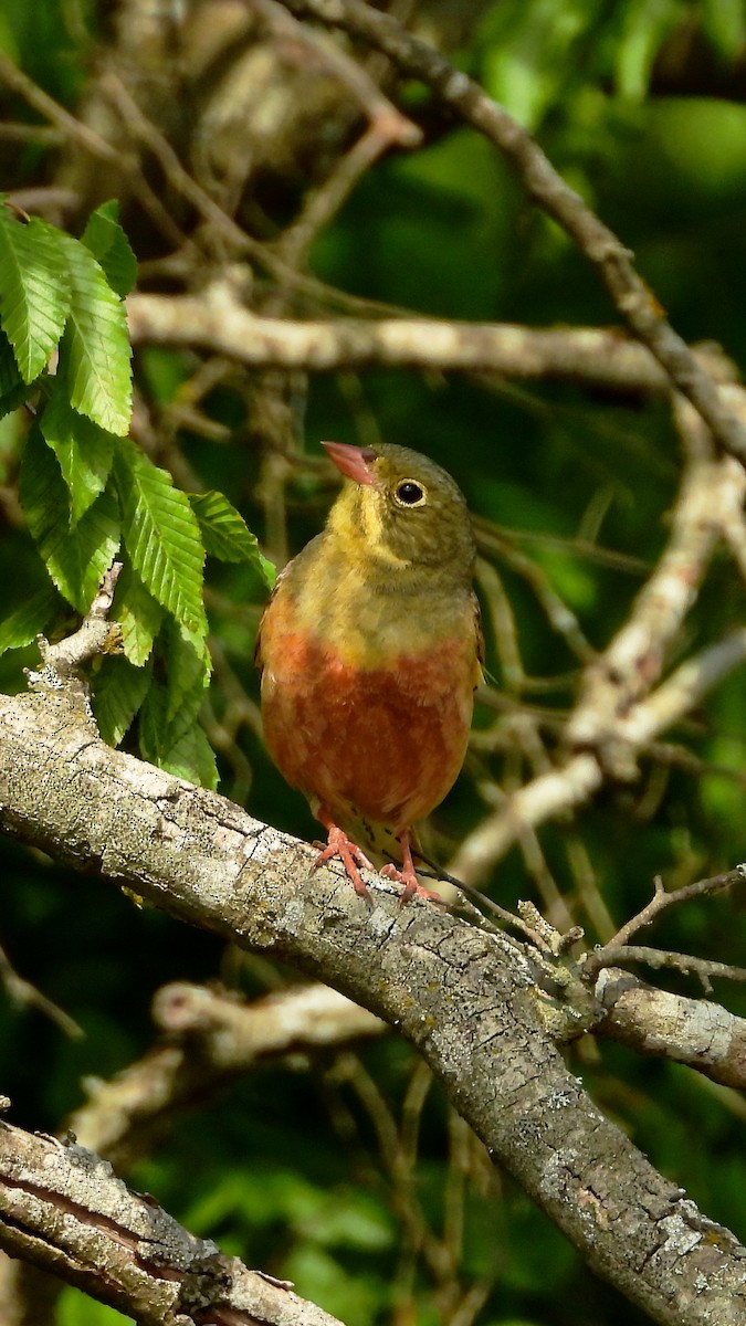 strnad zahradní - ML644173410