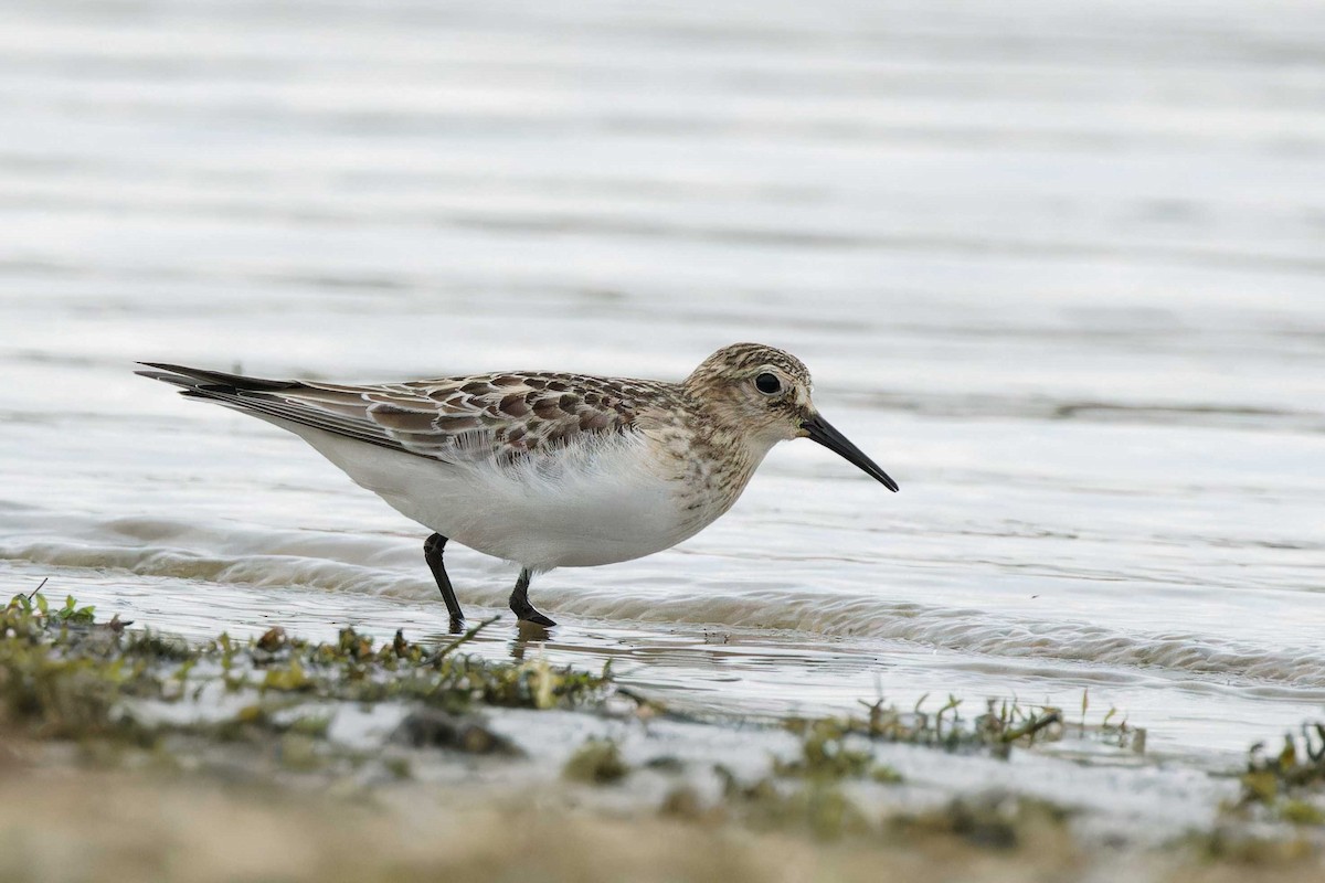 Baird's Sandpiper - ML644173429