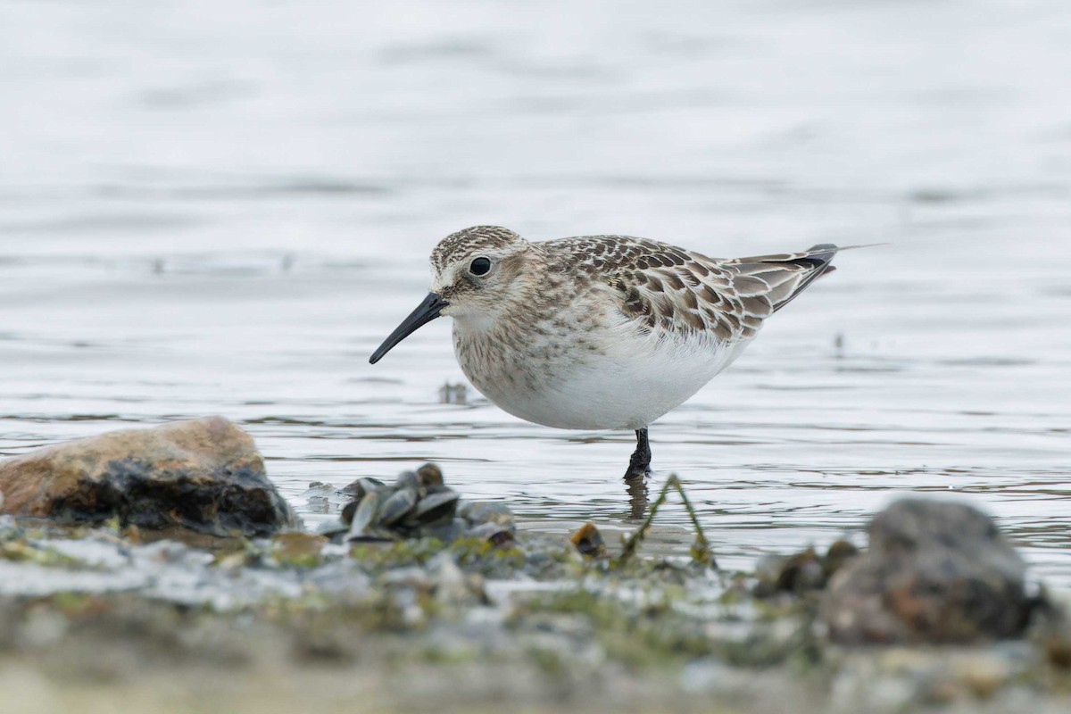 Baird's Sandpiper - ML644173432
