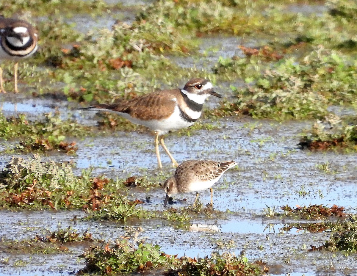 jespák drobný - ML644173441