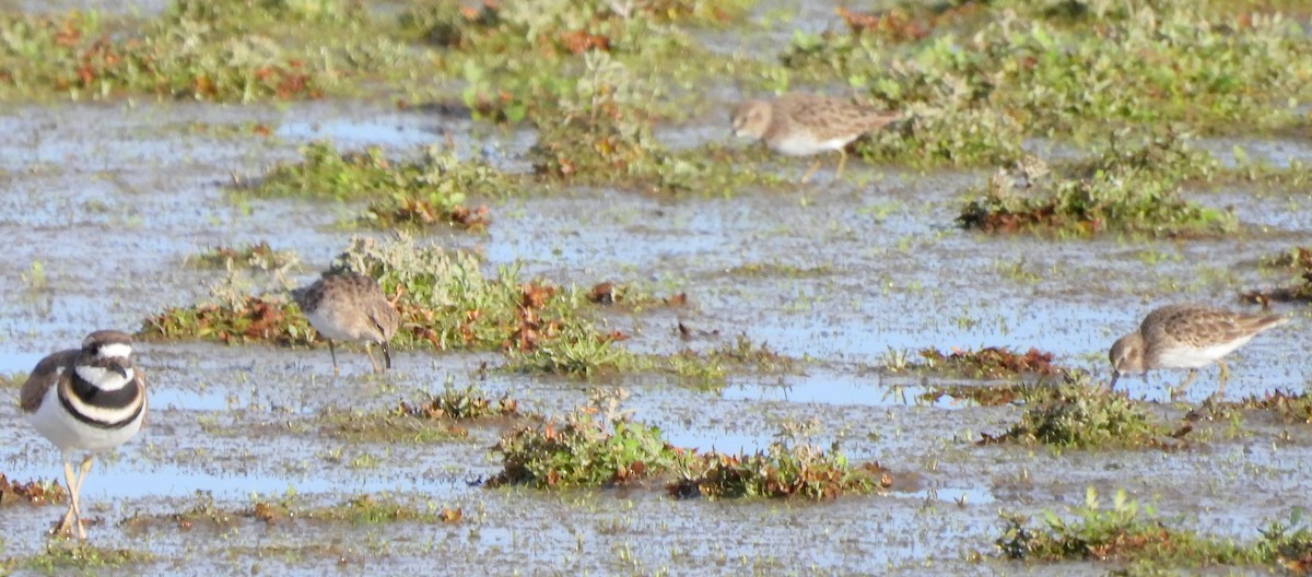 jespák drobný - ML644173442