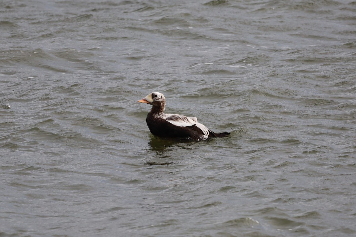 Spectacled Eider - ML644173447