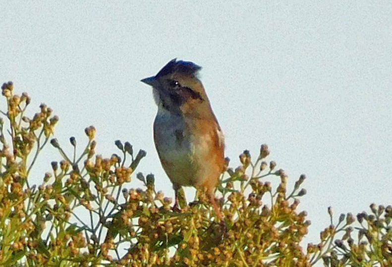 Swamp Sparrow - ML644173453