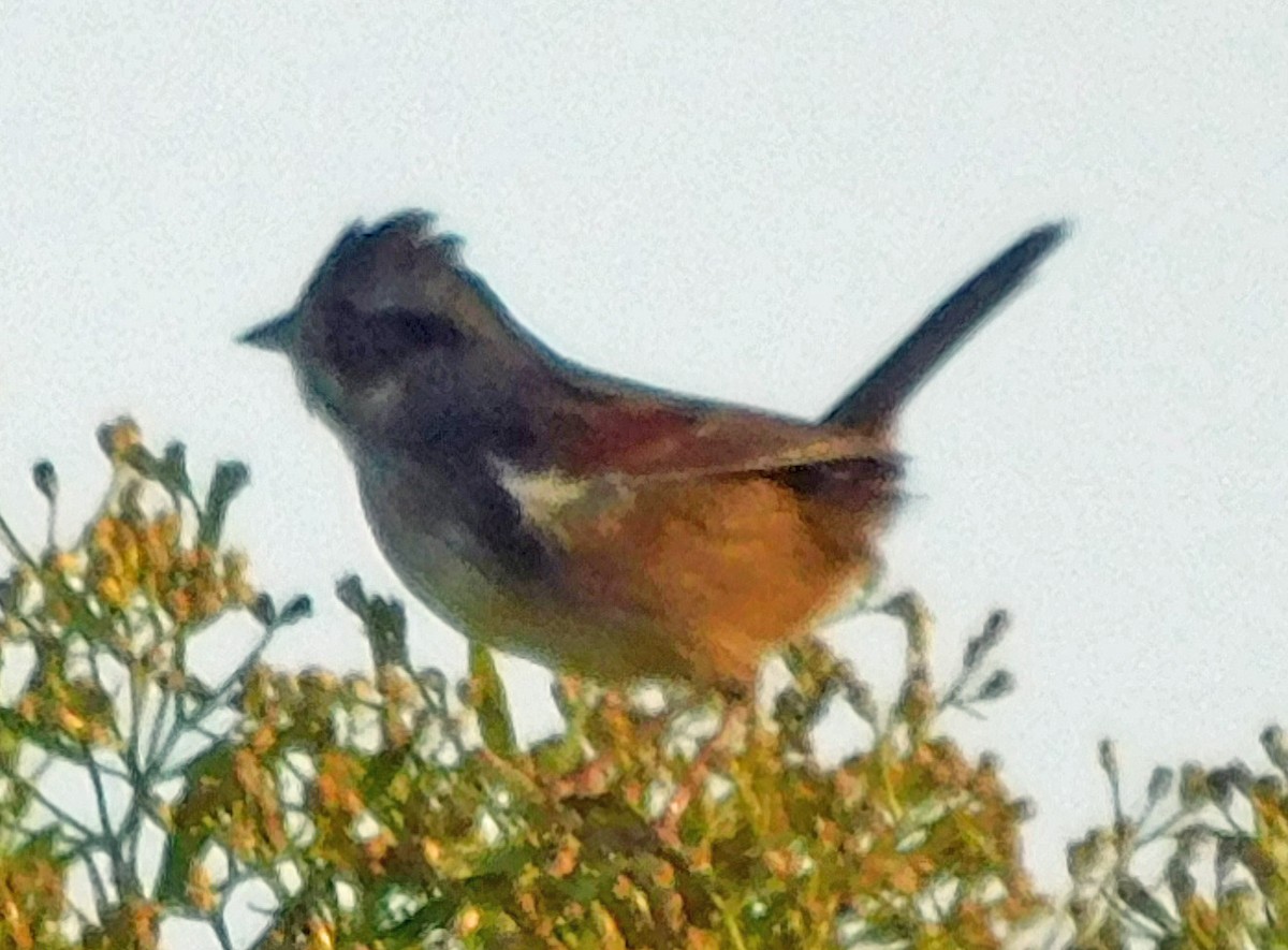 Swamp Sparrow - ML644173454